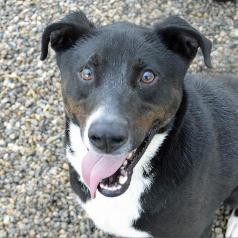 Ayden, an adoptable Labrador Retriever, Mixed Breed in Middletown, NY, 10940 | Photo Image 1