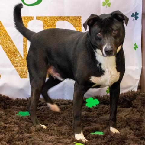 Ayden, an adoptable Labrador Retriever, Mixed Breed in Middletown, NY, 10940 | Photo Image 1