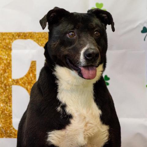 Ayden, an adoptable Labrador Retriever, Mixed Breed in Middletown, NY, 10940 | Photo Image 1