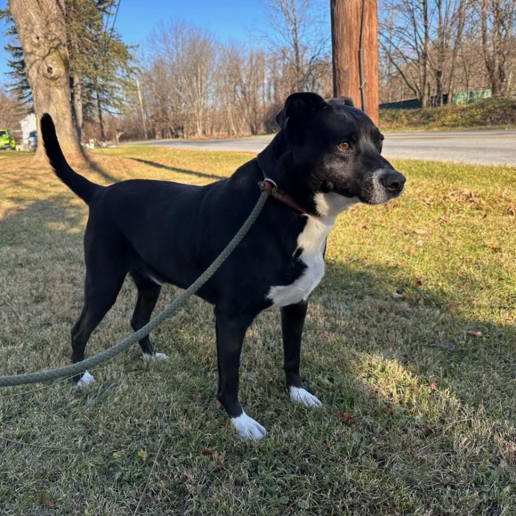 Ayden, an adoptable Labrador Retriever, Mixed Breed in Middletown, NY, 10940 | Photo Image 1