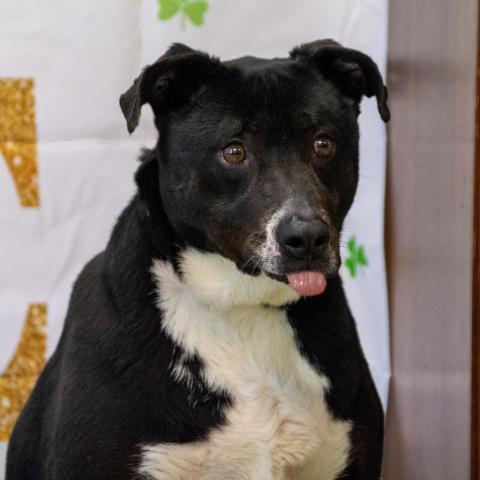 Ayden, an adoptable Labrador Retriever, Mixed Breed in Middletown, NY, 10940 | Photo Image 2