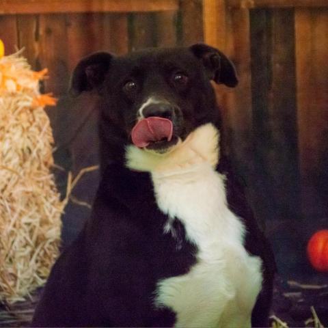 Ayden, an adoptable Labrador Retriever, Mixed Breed in Middletown, NY, 10940 | Photo Image 2