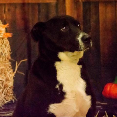 Ayden, an adoptable Labrador Retriever, Mixed Breed in Middletown, NY, 10940 | Photo Image 3