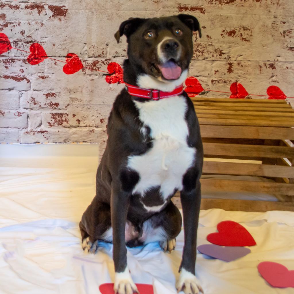 Ayden, an adoptable Labrador Retriever, Mixed Breed in Middletown, NY, 10940 | Photo Image 3