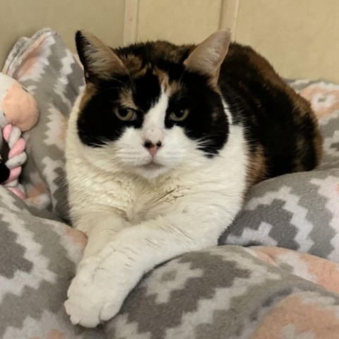 Salinas, an adoptable Domestic Short Hair in Middletown, NY, 10940 | Photo Image 1