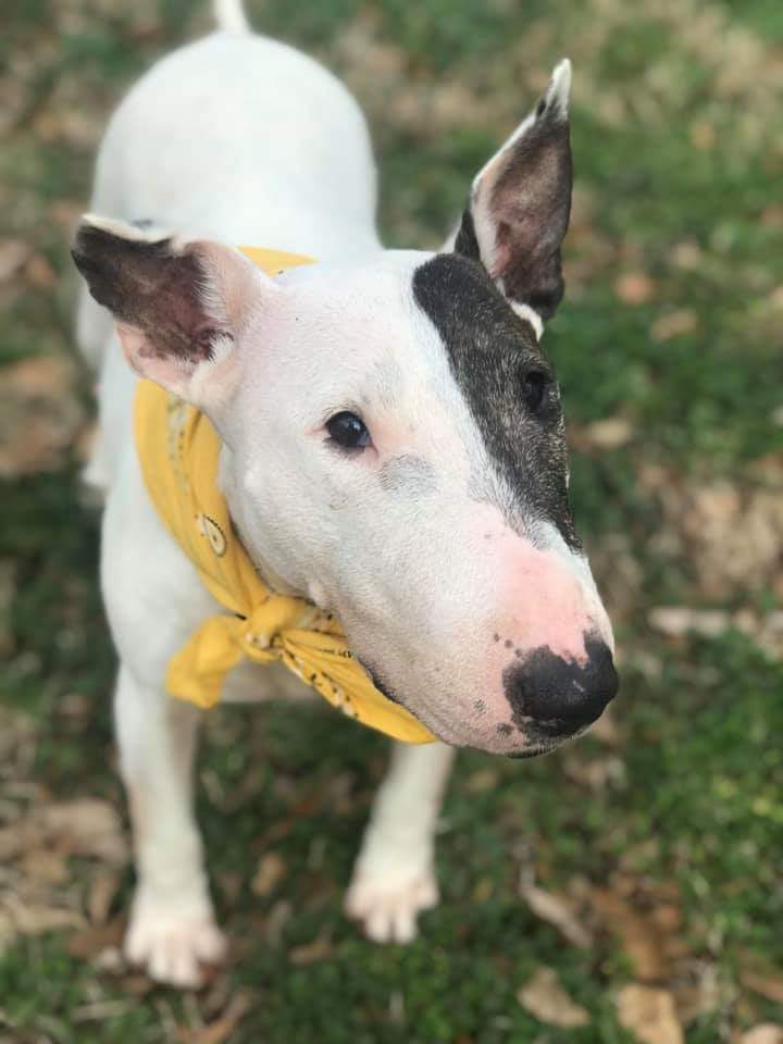 Galloway, an adoptable Bull Terrier in Memphis, TN, 38173 | Photo Image 2