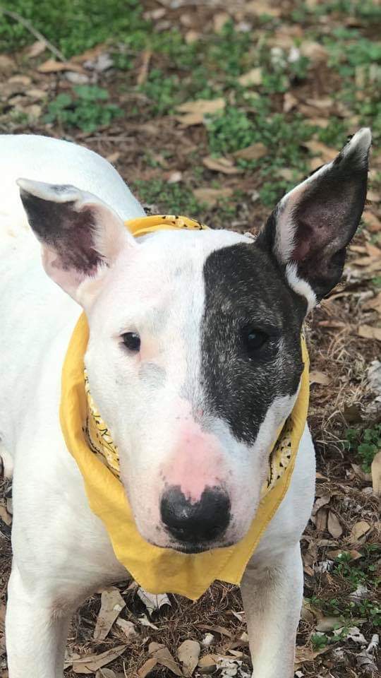 Galloway, an adoptable Bull Terrier in Memphis, TN, 38173 | Photo Image 9