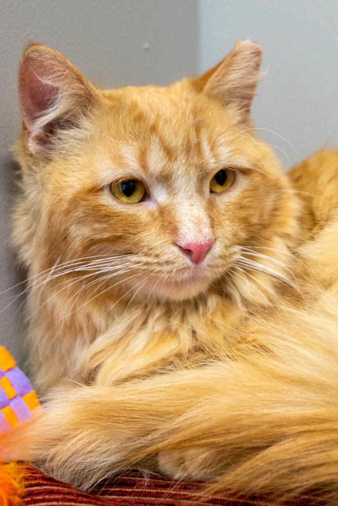 Cat For Adoption Clancy A Domestic Long Hair Maine Coon Mix