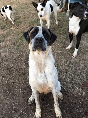 Dog For Adoption Goofy Noah A Belgian Shepherd Malinois