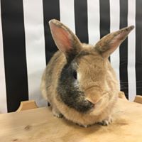 Biscotti, an adoptable Harlequin & Bunny Rabbit Mix in Youngstown, OH_image-1