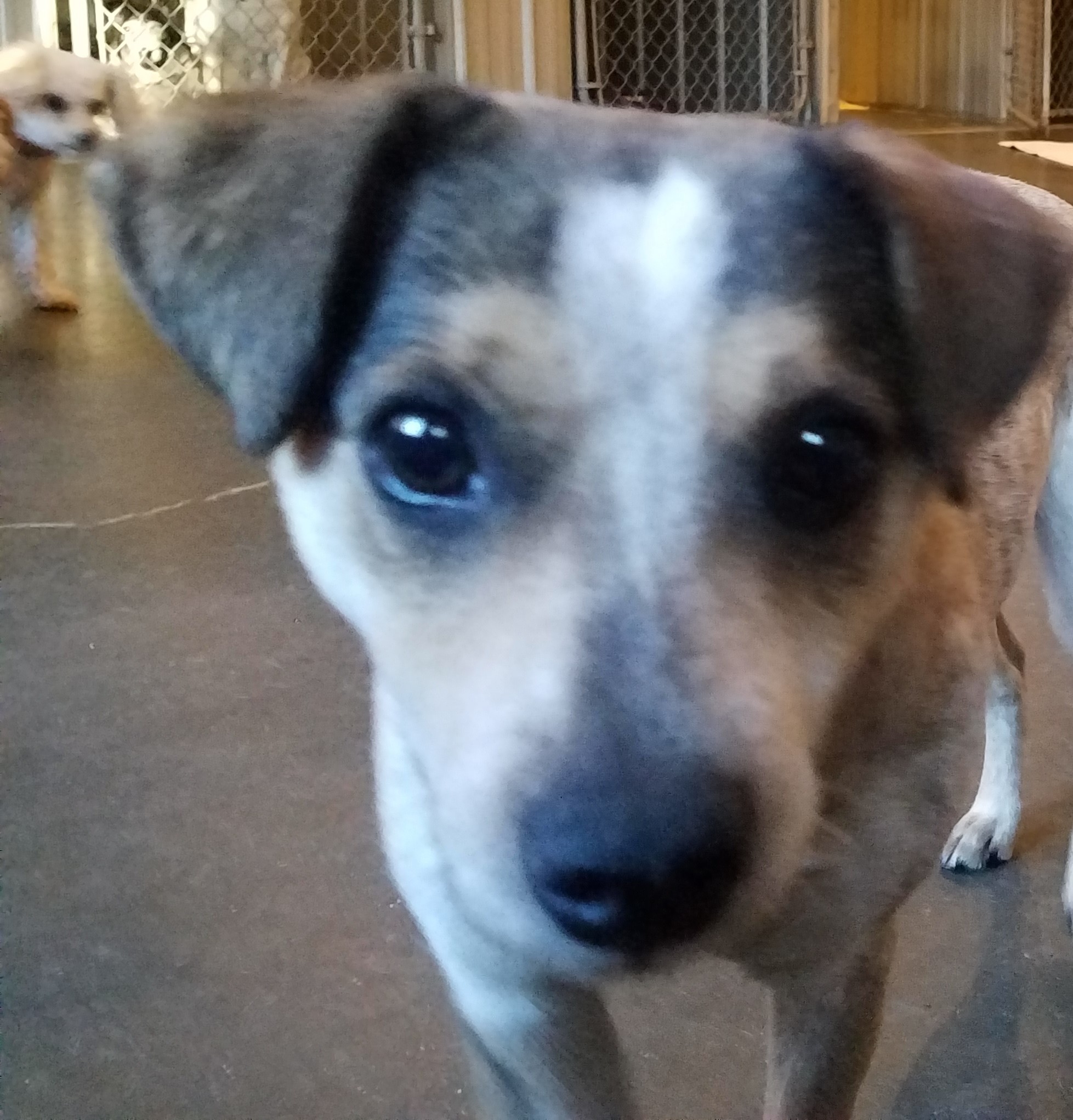 Angel, an adoptable Australian Cattle Dog / Blue Heeler in Marion, NC, 28752 | Photo Image 1