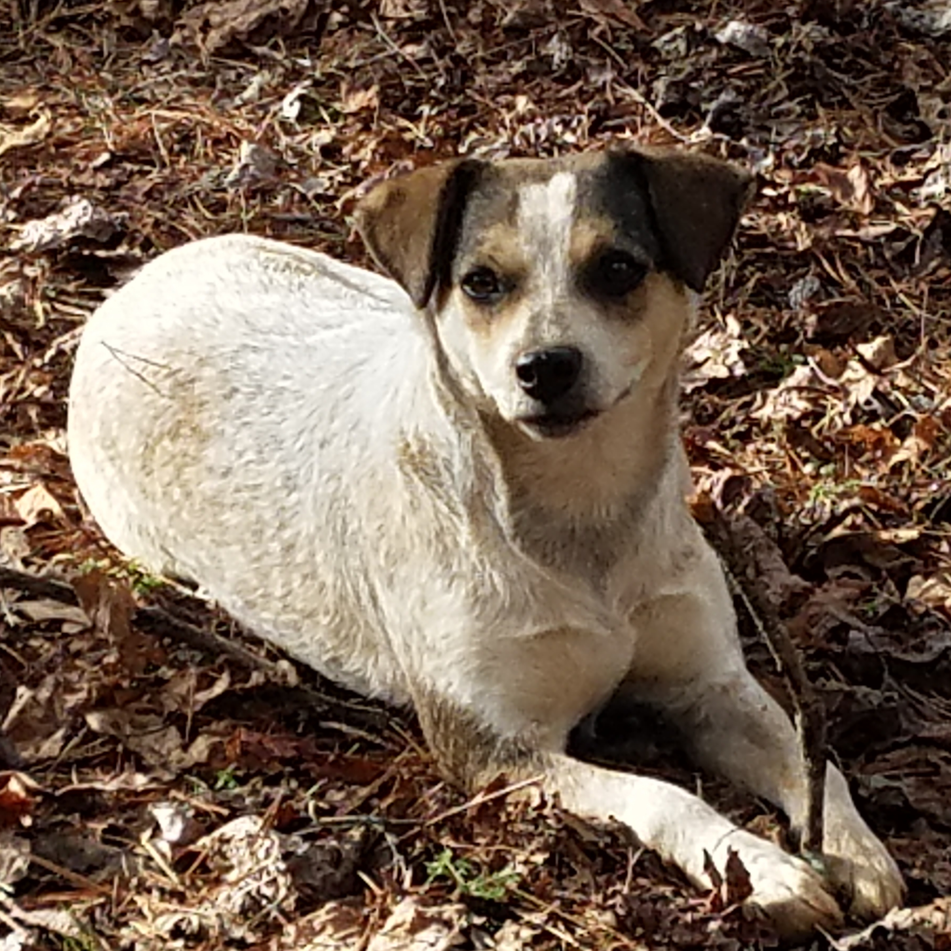 Angel, an adoptable Australian Cattle Dog / Blue Heeler in Marion, NC, 28752 | Photo Image 5