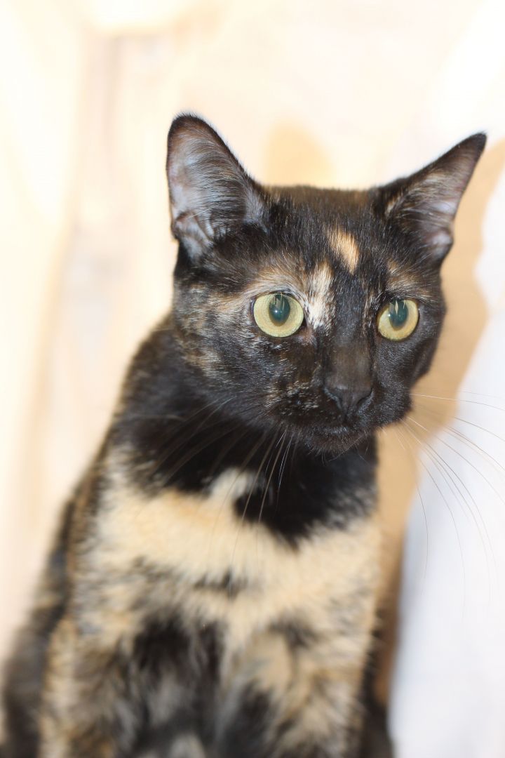 Cat For Adoption Mulan A Tortoiseshell Domestic Short Hair