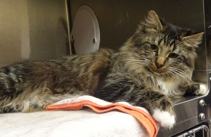 Maine Coon Cat Rescue Marietta Ga