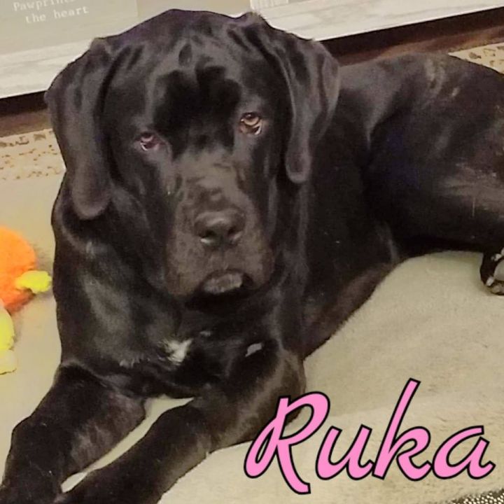 Dog For Adoption Ruka A Cane Corso Mix In Windsor Co