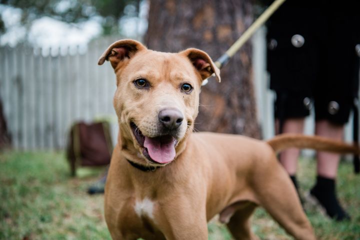 Hooch, an adoptable American Staffordshire Terrier Mix in Saint Augustine, FL_image-1