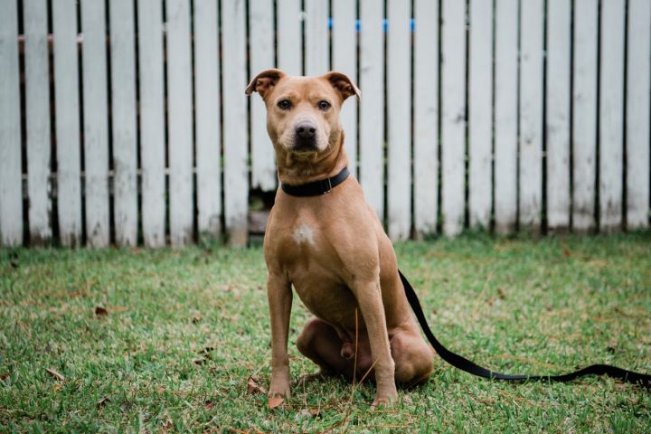 Hooch, an adoptable American Staffordshire Terrier Mix in Saint Augustine, FL_image-4