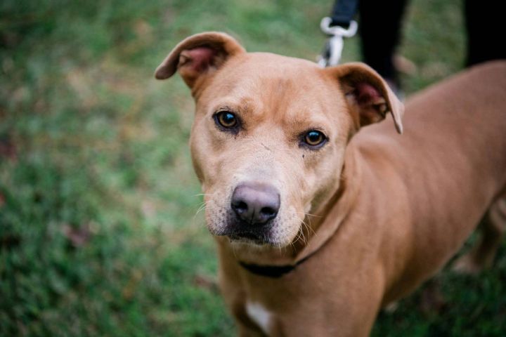 Hooch, an adoptable American Staffordshire Terrier Mix in Saint Augustine, FL_image-5