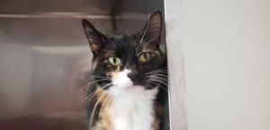 Cat For Adoption Sparkles A Domestic Short Hair In Lancaster