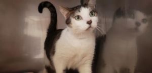 Cat For Adoption Angelo A Domestic Short Hair In Lancaster Pa