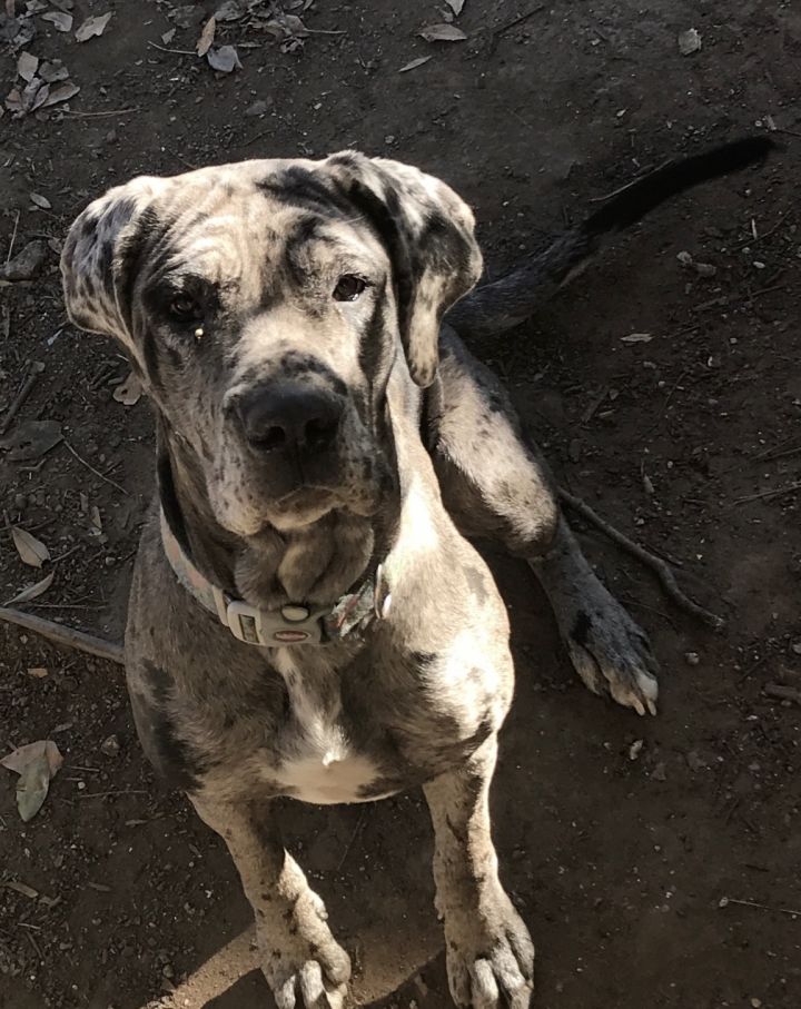 Dog For Adoption Nova A Cane Corso Mastiff Mix In