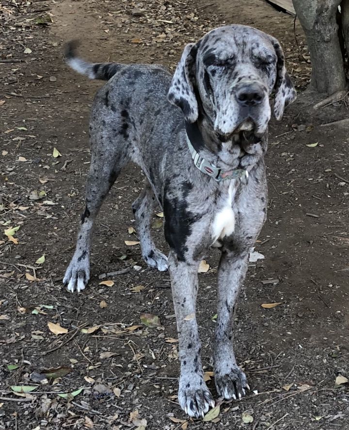 Dog For Adoption Nova A Cane Corso Mastiff Mix In