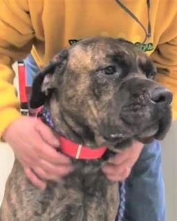 Dog For Adoption Tiny Tim A Cane Corso Mastiff Mix In