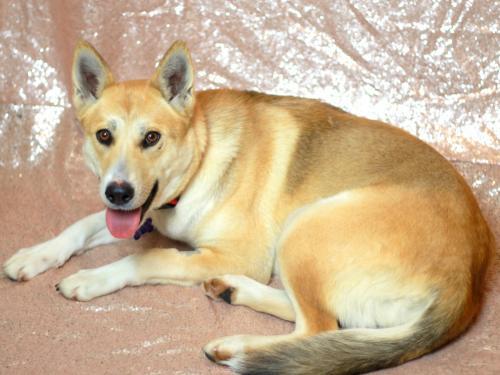 Dog For Adoption Stella A Siberian Husky Shiba Inu Mix