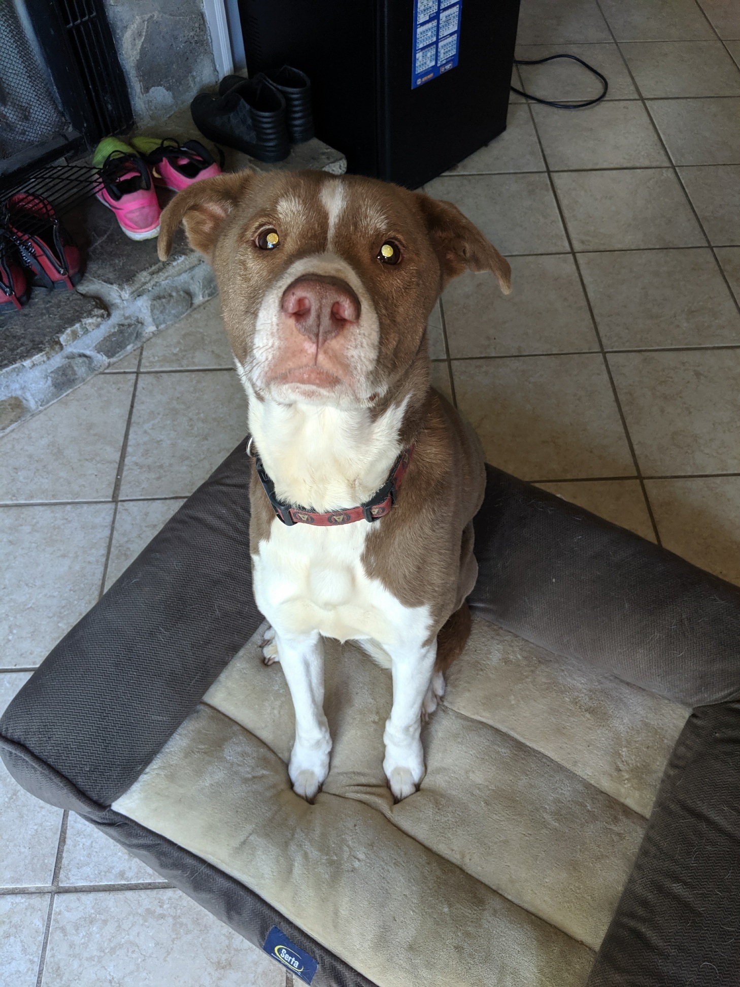 Mr. P, an adoptable Pit Bull Terrier in Atlanta, GA, 30314 | Photo Image 1