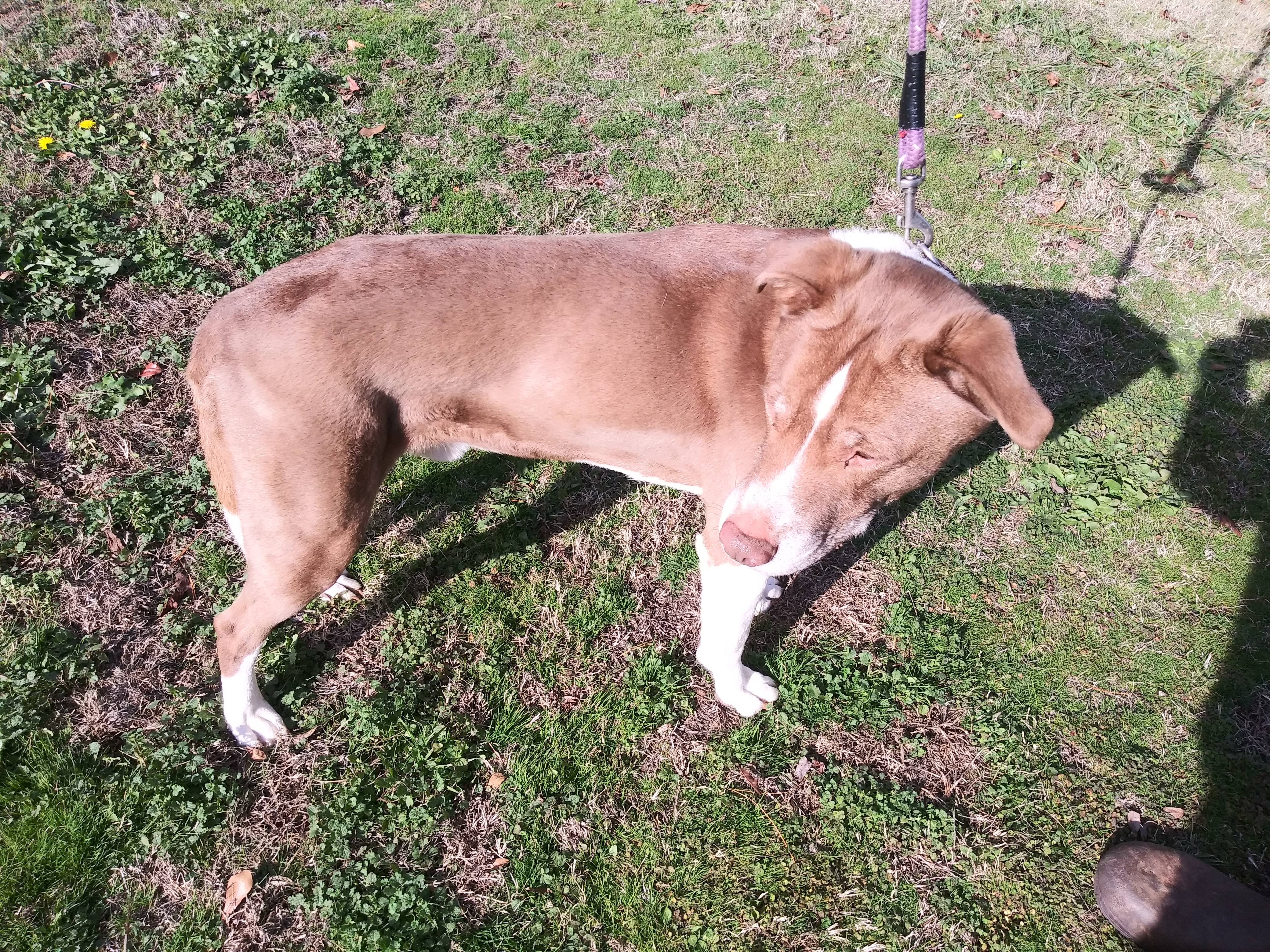 Mr. P, an adoptable Pit Bull Terrier in Atlanta, GA, 30314 | Photo Image 3