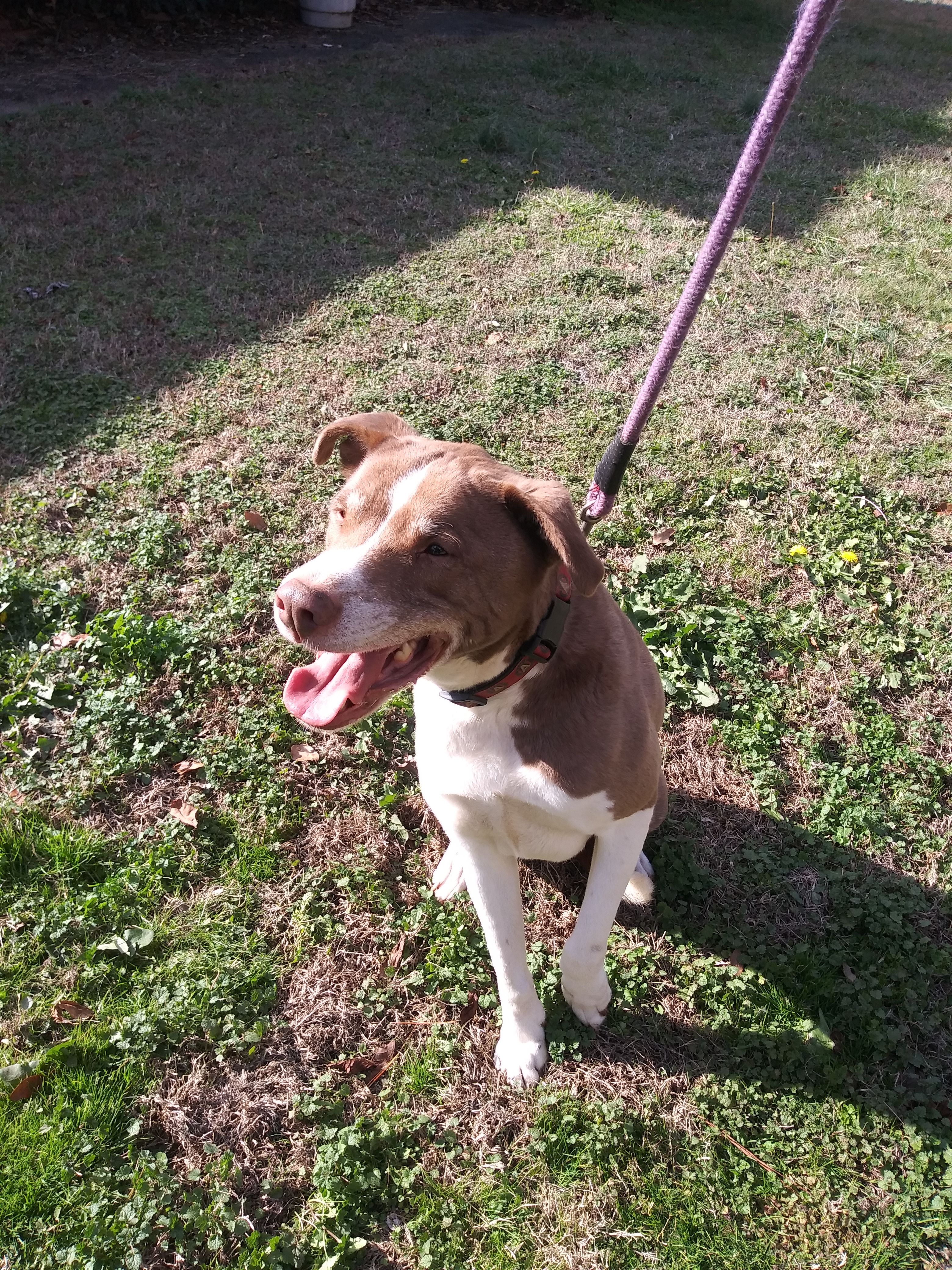 Mr. P, an adoptable Pit Bull Terrier in Atlanta, GA, 30314 | Photo Image 4