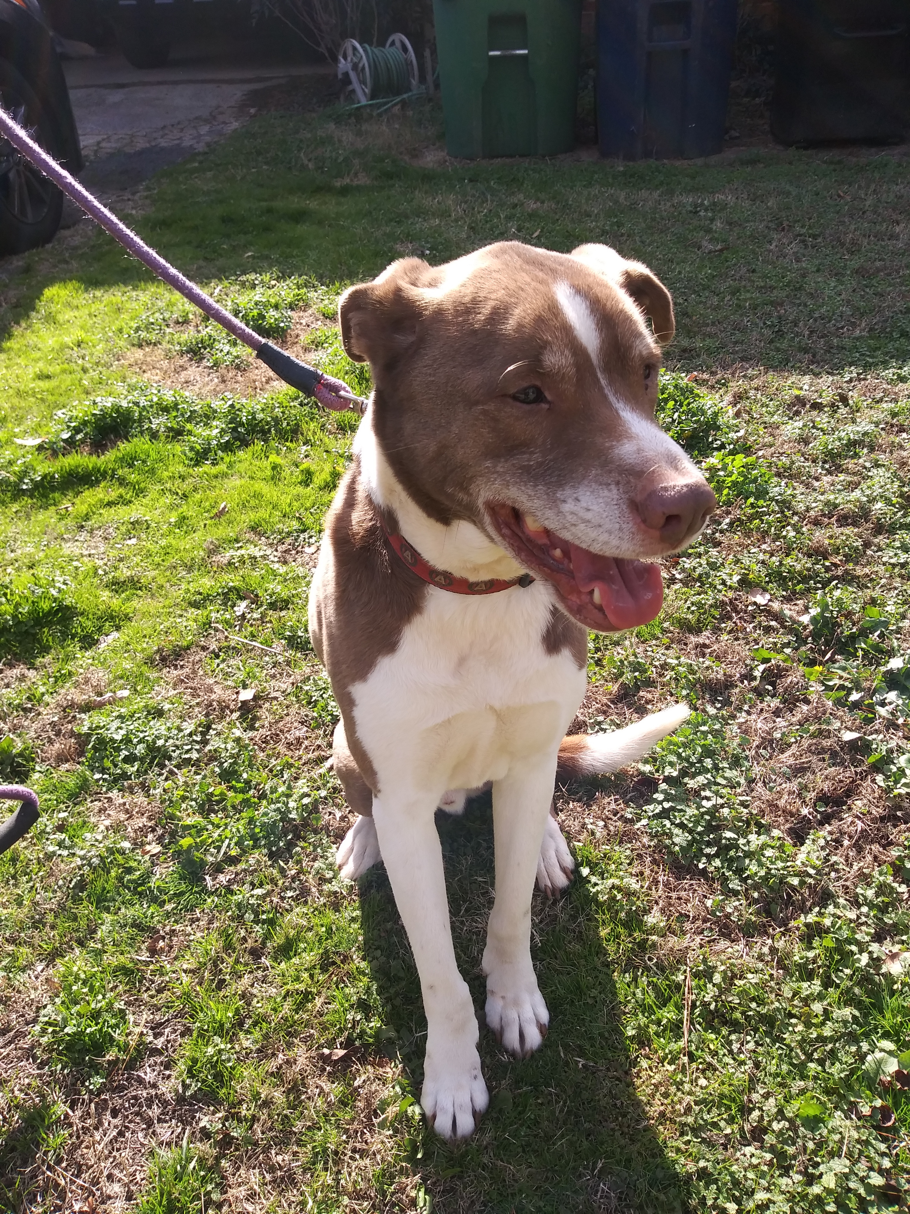 Mr. P, an adoptable Pit Bull Terrier in Atlanta, GA, 30314 | Photo Image 5
