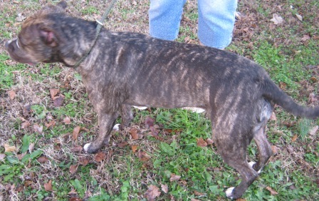 BAILEY, an adoptable Boxer, American Staffordshire Terrier in Saluda, VA, 23149 | Photo Image 4