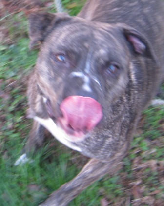 BAILEY, an adoptable Boxer, American Staffordshire Terrier in Saluda, VA, 23149 | Photo Image 6