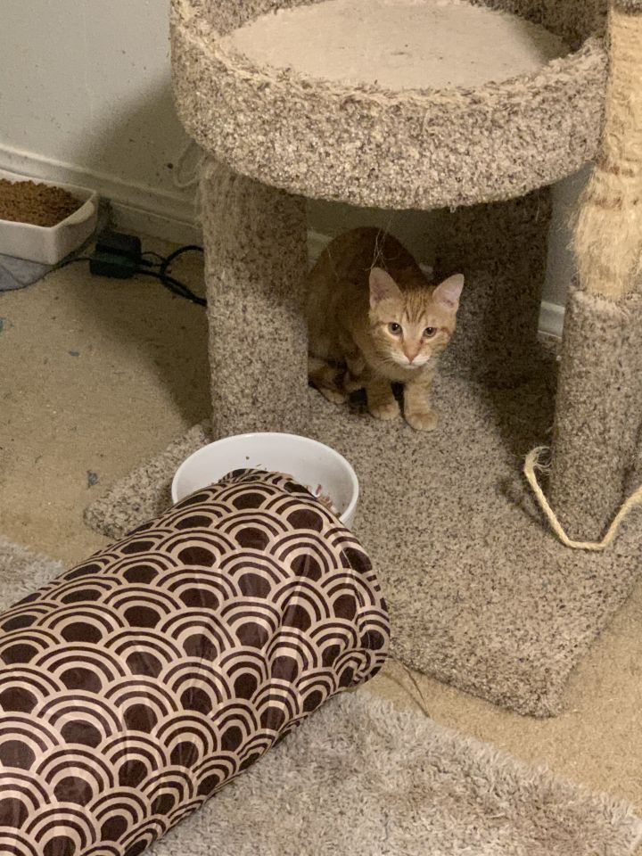 Cat For Adoption Orange Tabby Kittens A Domestic Short Hair