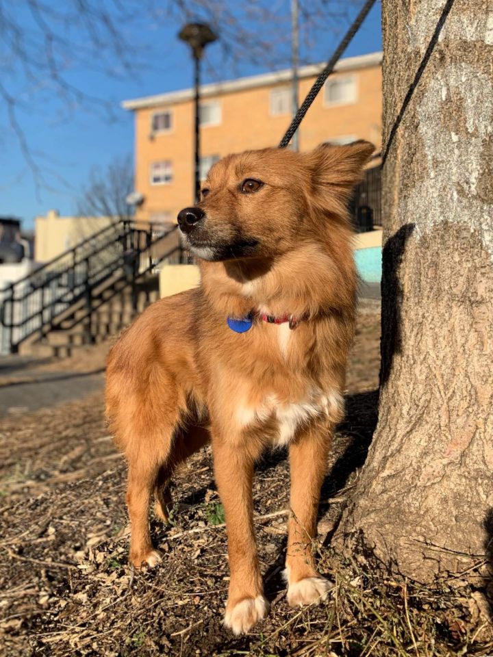 Dog For Adoption Nana A Jindo Shiba Inu Mix In Long