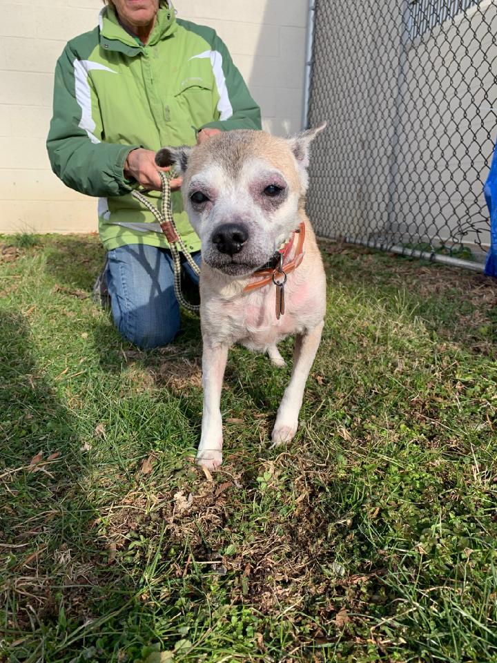 Dog For Adoption Ginger Sweet Older Girl A Shiba Inu