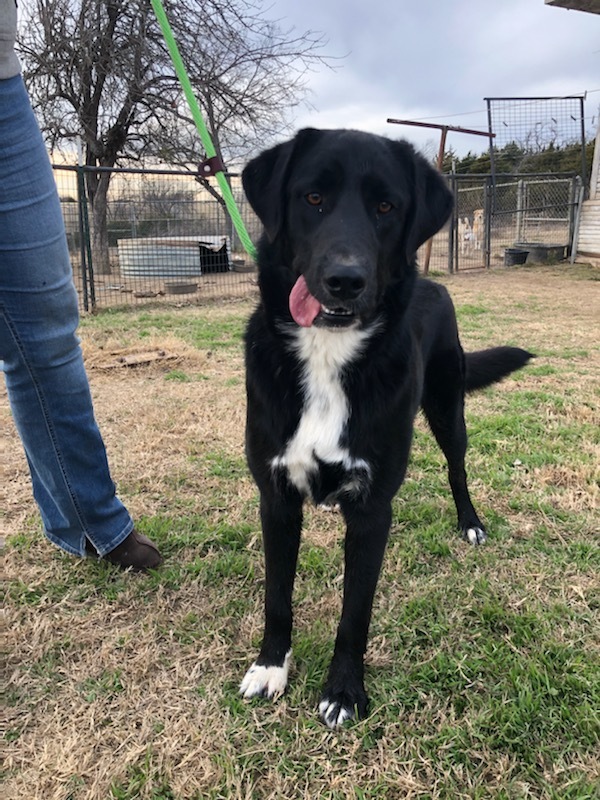 Moses, an adoptable Australian Shepherd, Black Labrador Retriever in Haltom City, TX, 76148 | Photo Image 2