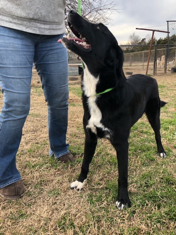 Moses, an adoptable Australian Shepherd, Black Labrador Retriever in Haltom City, TX, 76148 | Photo Image 3