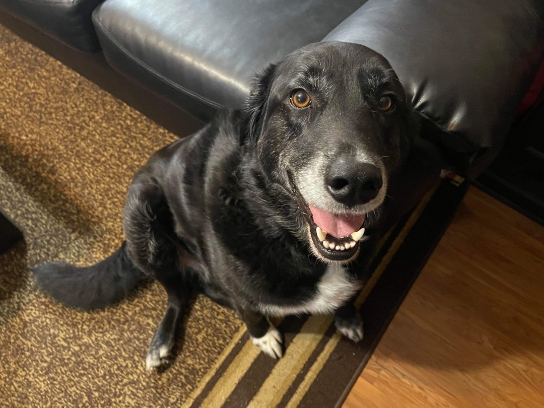 Moses, an adoptable Australian Shepherd, Black Labrador Retriever in Haltom City, TX, 76148 | Photo Image 1