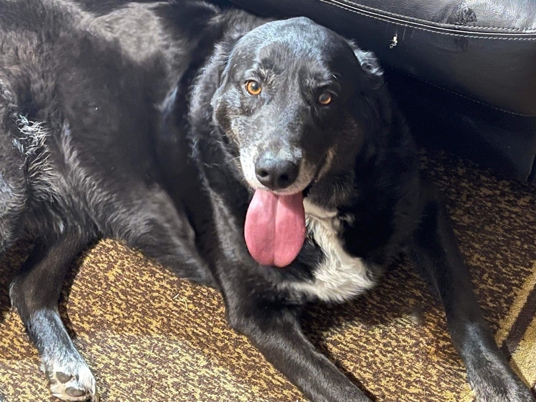 Moses, an adoptable Australian Shepherd, Black Labrador Retriever in Haltom City, TX, 76148 | Photo Image 4