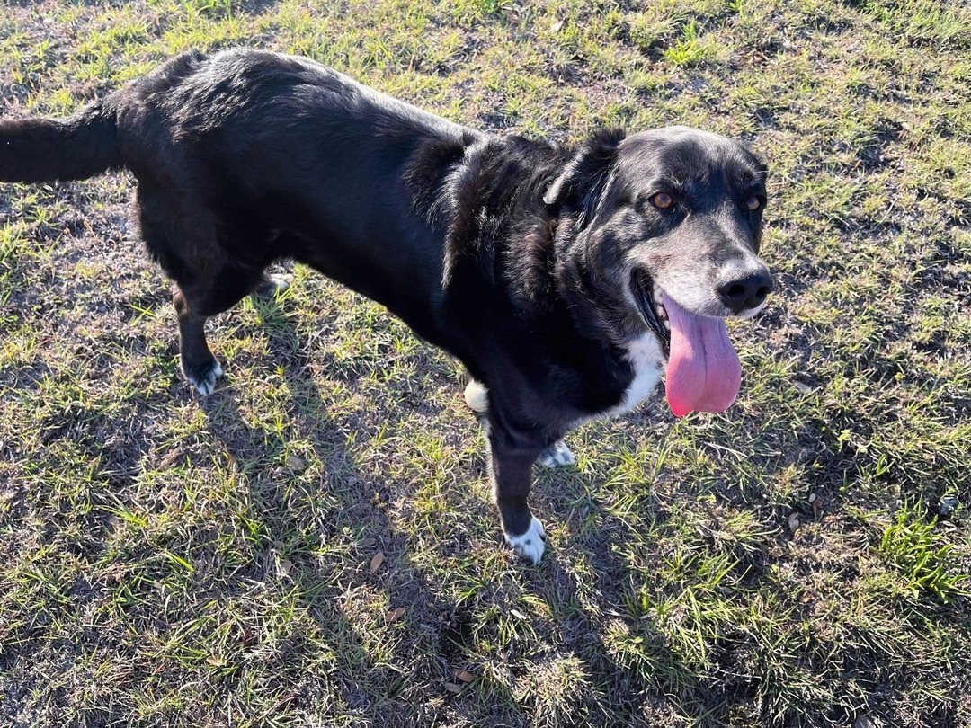 Moses, an adoptable Australian Shepherd, Black Labrador Retriever in Haltom City, TX, 76148 | Photo Image 5