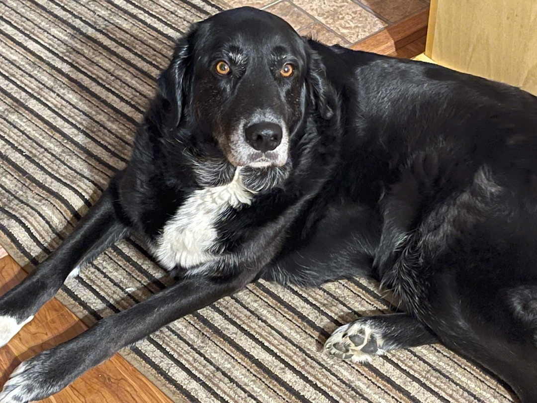 Moses, an adoptable Australian Shepherd, Black Labrador Retriever in Haltom City, TX, 76148 | Photo Image 6