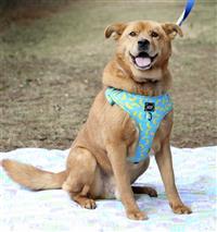 Biskit, an adoptable Retriever, Chow Chow in Fairfax, VA, 22030 | Photo Image 1