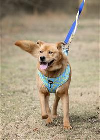 Biskit, an adoptable Retriever, Chow Chow in Fairfax, VA, 22030 | Photo Image 2