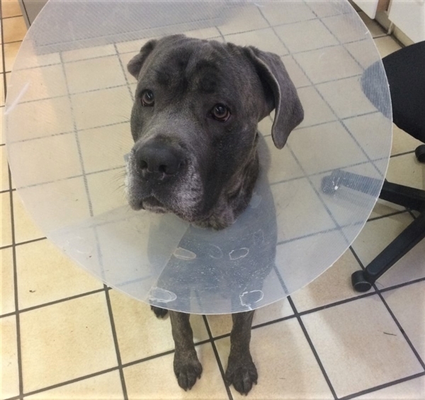 Dog For Adoption Riggs Adoption Pending A Cane Corso In