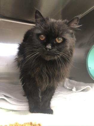 Cat For Adoption Betty Boop A Domestic Long Hair Mix In Redmond