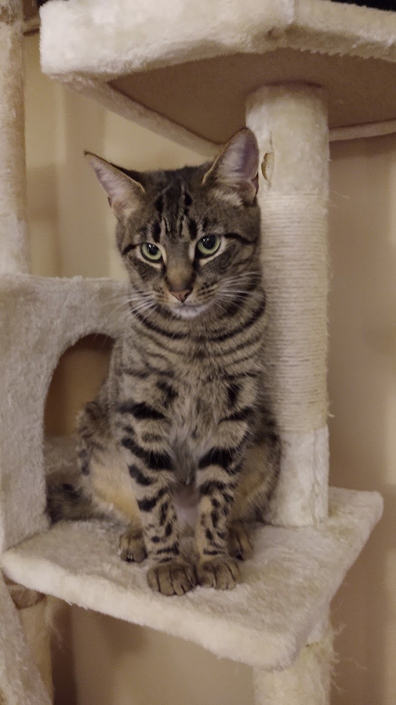 Macy, an adoptable Tabby, Domestic Short Hair in Atlanta, GA, 30318 | Photo Image 3