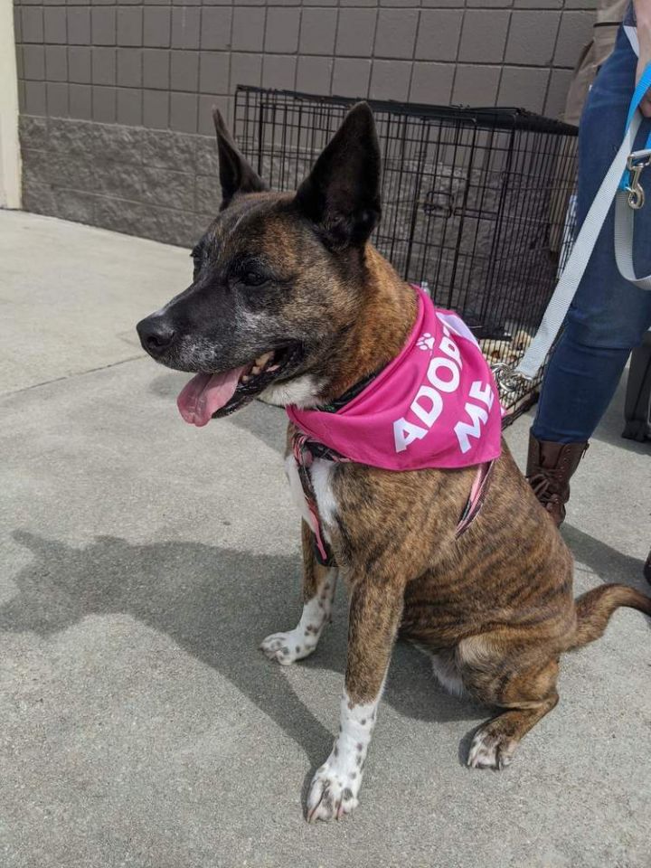 Dog For Adoption Sadiya An Akita German Shorthaired Pointer