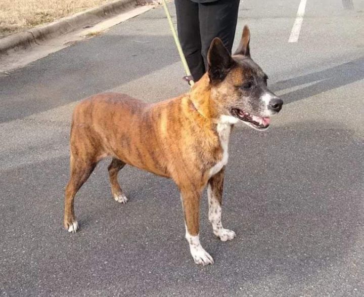 Dog For Adoption Sadiya An Akita German Shorthaired Pointer